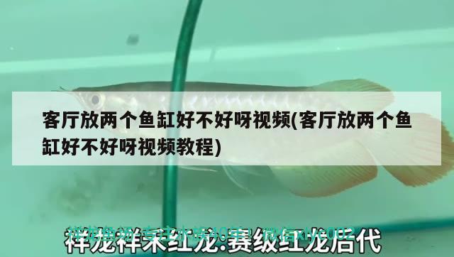 客廳放兩個魚缸好不好呀視頻(客廳放兩個魚缸好不好呀視頻教程)