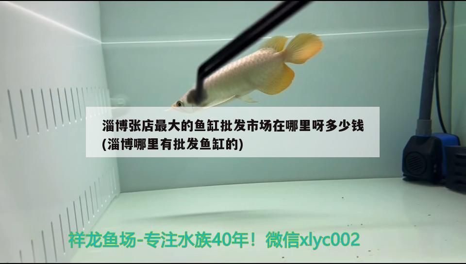 淄博張店最大的魚缸批發(fā)市場在哪里呀多少錢(淄博哪里有批發(fā)魚缸的) 黃金招財貓魚