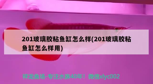 201玻璃膠粘魚(yú)缸怎么樣(201玻璃膠粘魚(yú)缸怎么樣用) 超血紅龍魚(yú)