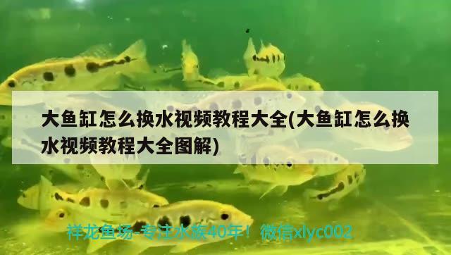 大魚缸怎么換水視頻教程大全(大魚缸怎么換水視頻教程大全圖解)