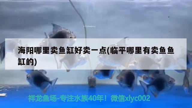 海陽哪里賣魚缸好賣一點(臨平哪里有賣魚魚缸的) 水族世界