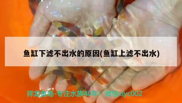 魚缸下濾不出水的原因(魚缸上濾不出水) 金三間魚