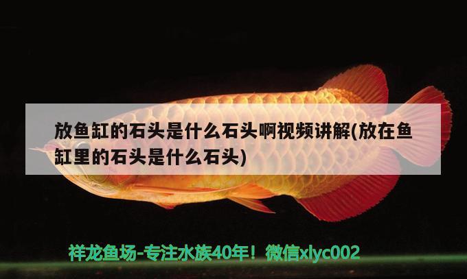 放魚缸的石頭是什么石頭啊視頻講解(放在魚缸里的石頭是什么石頭) 三色錦鯉魚