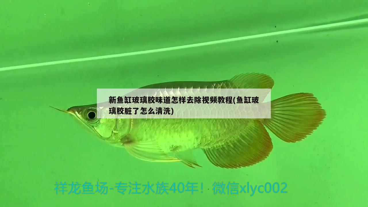 新魚缸玻璃膠味道怎樣去除視頻教程(魚缸玻璃膠臟了怎么清洗) 可麗愛魚缸