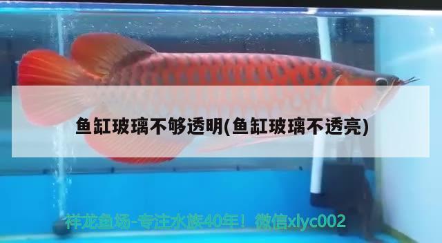 魚缸玻璃不夠透明(魚缸玻璃不透亮) 魚缸/水族箱