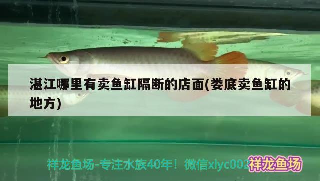 湛江哪里有賣魚缸隔斷的店面(婁底賣魚缸的地方) 帝王血鉆魚