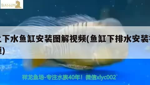 上下水魚(yú)缸安裝圖解視頻(魚(yú)缸下排水安裝視頻) 斑馬鴨嘴魚(yú)苗