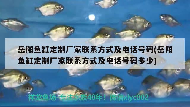 岳陽(yáng)魚缸定制廠家聯(lián)系方式及電話號(hào)碼(岳陽(yáng)魚缸定制廠家聯(lián)系方式及電話號(hào)碼多少) 紅魔王銀版魚