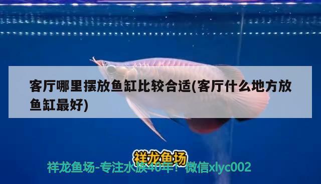 客廳哪里擺放魚缸比較合適(客廳什么地方放魚缸最好) 養(yǎng)魚的好處