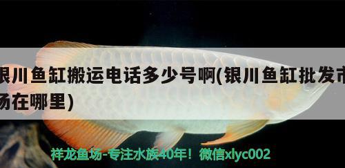 銀川魚缸搬運(yùn)電話多少號啊(銀川魚缸批發(fā)市場在哪里) 元寶鯽