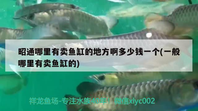 昭通哪里有賣魚缸的地方啊多少錢一個(一般哪里有賣魚缸的) 超血紅龍魚