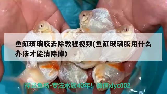 魚(yú)缸玻璃膠去除教程視頻(魚(yú)缸玻璃膠用什么辦法才能清除掉) 黑水素