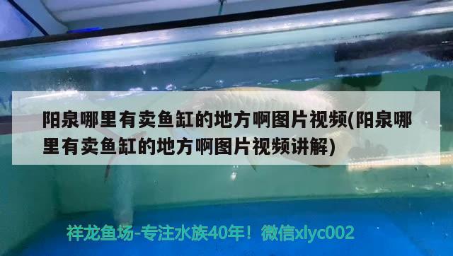 陽泉哪里有賣魚缸的地方啊圖片視頻(陽泉哪里有賣魚缸的地方啊圖片視頻講解) 赤荔鳳冠魚