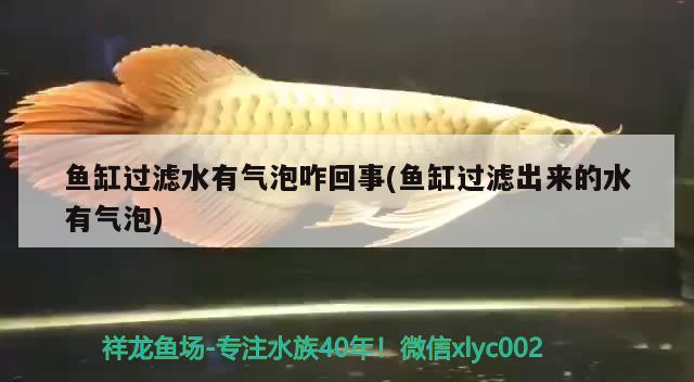 魚(yú)缸過(guò)濾水有氣泡咋回事(魚(yú)缸過(guò)濾出來(lái)的水有氣泡) 祥龍藍(lán)珀金龍魚(yú)