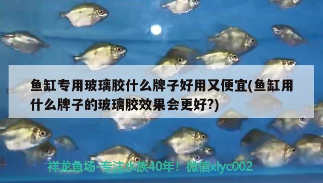 魚(yú)缸專用玻璃膠什么牌子好用又便宜(魚(yú)缸用什么牌子的玻璃膠效果會(huì)更好?) 稀有紅龍品種