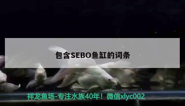 包含SEBO魚缸的詞條 申古銀版魚