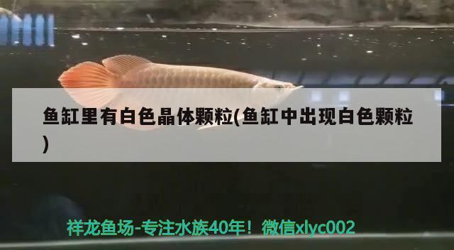 魚缸里有白色晶體顆粒(魚缸中出現(xiàn)白色顆粒) 魚缸凈水劑