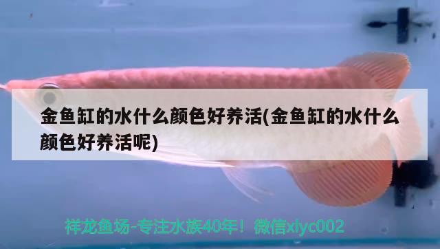 金魚缸的水什么顏色好養(yǎng)活(金魚缸的水什么顏色好養(yǎng)活呢) 馬拉莫寶石魚