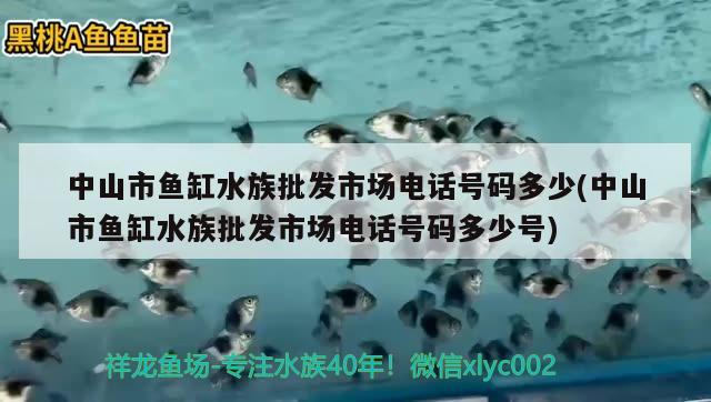 中山市魚缸水族批發(fā)市場電話號碼多少(中山市魚缸水族批發(fā)市場電話號碼多少號)