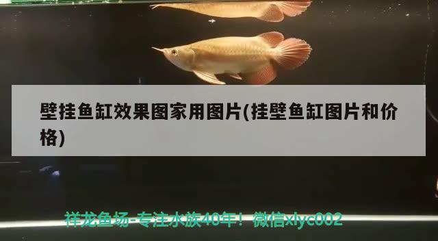 壁掛魚(yú)缸效果圖家用圖片(掛壁魚(yú)缸圖片和價(jià)格) 進(jìn)口元寶鳳凰魚(yú)