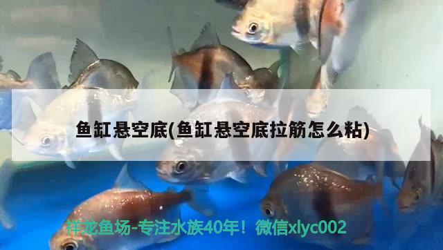 魚缸懸空底(魚缸懸空底拉筋怎么粘)