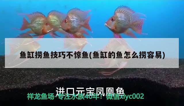 魚缸撈魚技巧不驚魚(魚缸的魚怎么撈容易)