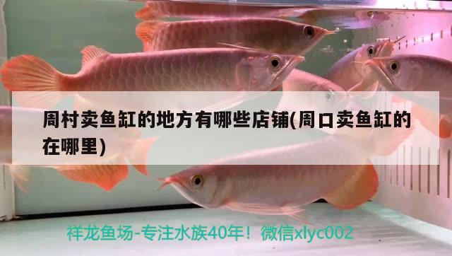 周村賣魚缸的地方有哪些店鋪(周口賣魚缸的在哪里) 祥龍魚場