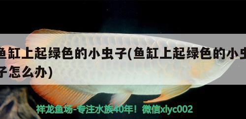 魚(yú)缸上起綠色的小蟲(chóng)子(魚(yú)缸上起綠色的小蟲(chóng)子怎么辦) 藍(lán)底過(guò)背金龍魚(yú)