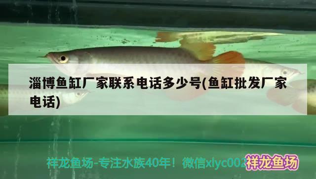 淄博魚缸廠家聯(lián)系電話多少號(魚缸批發(fā)廠家電話) 丹頂錦鯉魚