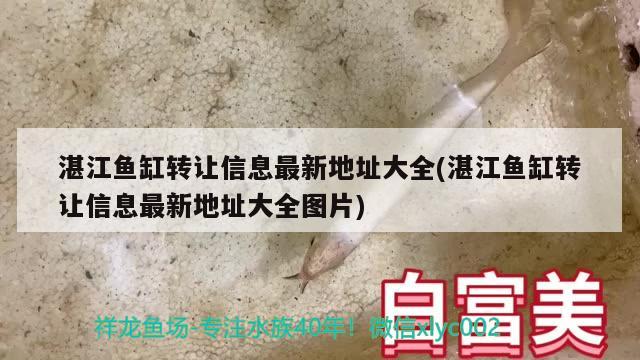 湛江魚缸轉讓信息最新地址大全(湛江魚缸轉讓信息最新地址大全圖片)