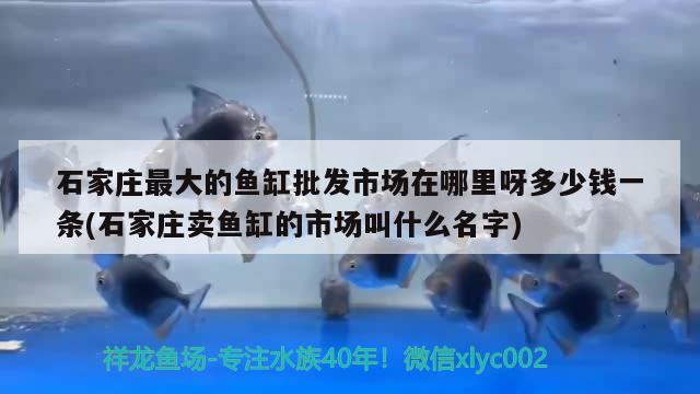 石家莊最大的魚(yú)缸批發(fā)市場(chǎng)在哪里呀多少錢(qián)一條(石家莊賣(mài)魚(yú)缸的市場(chǎng)叫什么名字) 白子黃化銀龍魚(yú)