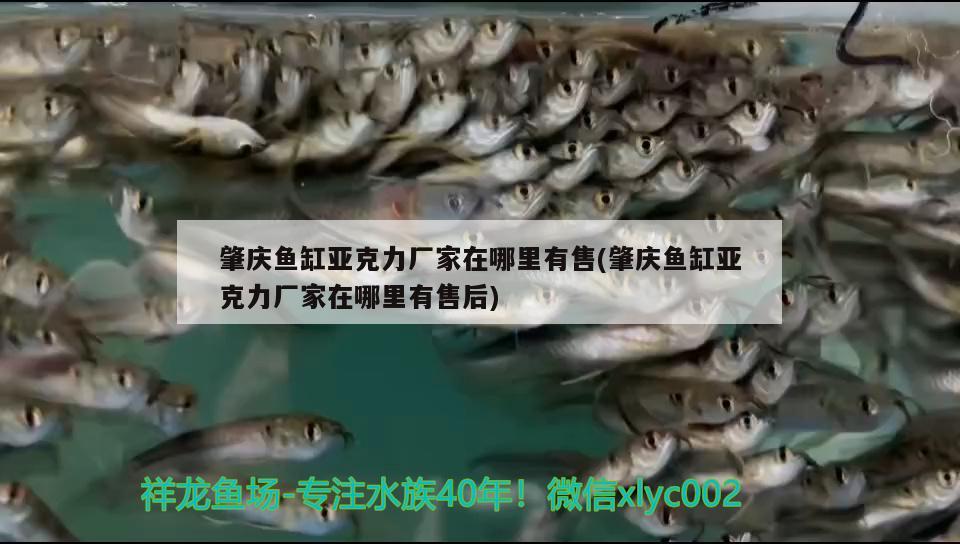 肇慶魚缸亞克力廠家在哪里有售(肇慶魚缸亞克力廠家在哪里有售后) 虎斑恐龍魚