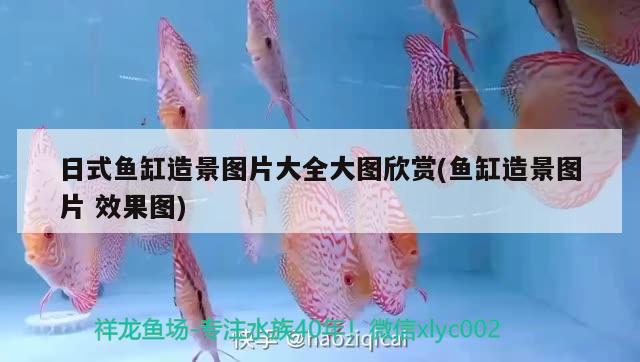 日式魚缸造景圖片大全大圖欣賞(魚缸造景圖片效果圖) 非洲金鼓魚