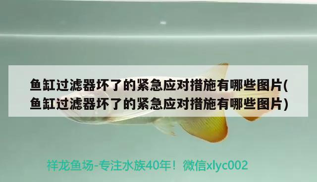 魚缸過濾器壞了的緊急應(yīng)對措施有哪些圖片(魚缸過濾器壞了的緊急應(yīng)對措施有哪些圖片)