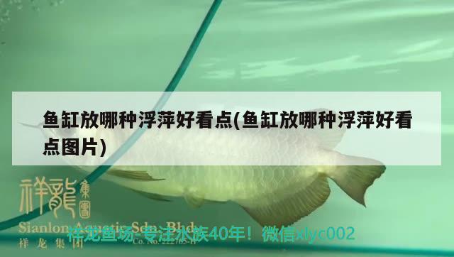 魚缸放哪種浮萍好看點(diǎn)(魚缸放哪種浮萍好看點(diǎn)圖片) 委內(nèi)瑞拉奧里諾三間魚