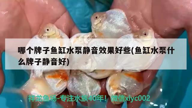 哪個(gè)牌子魚缸水泵靜音效果好些(魚缸水泵什么牌子靜音好) 魚缸水泵