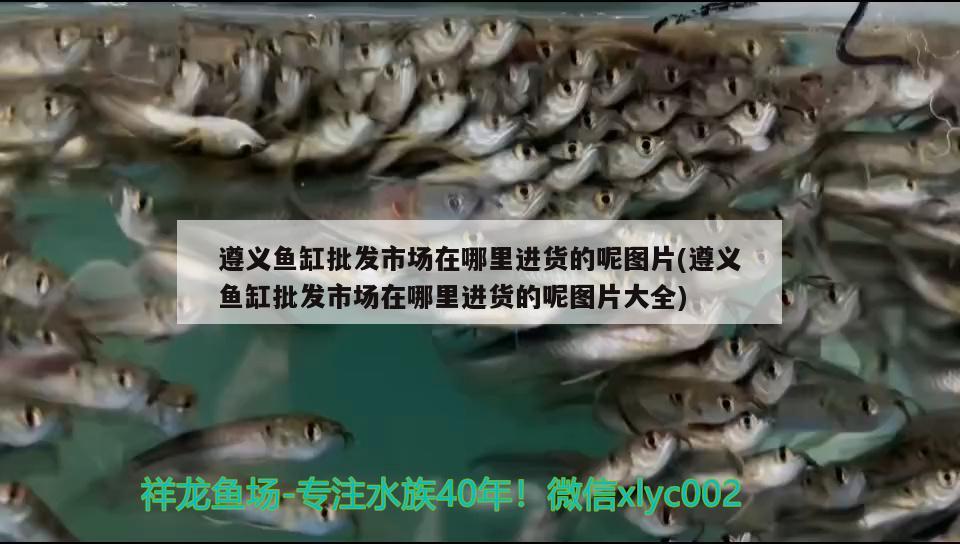 遵義魚缸批發(fā)市場(chǎng)在哪里進(jìn)貨的呢圖片(遵義魚缸批發(fā)市場(chǎng)在哪里進(jìn)貨的呢圖片大全) 白化巴西龜（白巴）