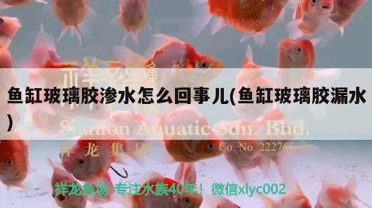 魚缸玻璃膠滲水怎么回事兒(魚缸玻璃膠漏水) 除藻劑