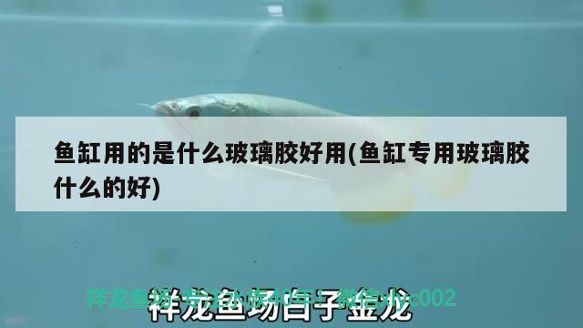 魚缸用的是什么玻璃膠好用(魚缸專用玻璃膠什么的好) 蘇虎苗（蘇門答臘虎魚苗）