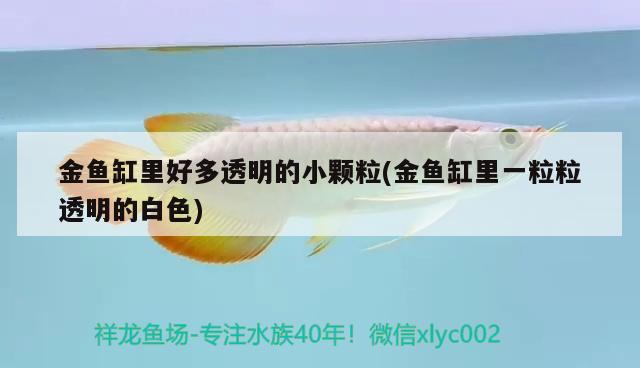 金魚(yú)缸里好多透明的小顆粒(金魚(yú)缸里一粒粒透明的白色)