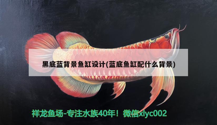 黑底藍背景魚缸設計(藍底魚缸配什么背景) 虎魚魚苗