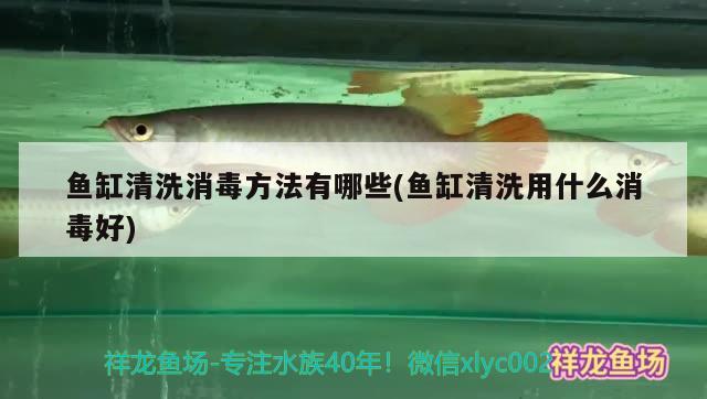 魚缸清洗消毒方法有哪些(魚缸清洗用什么消毒好) 祥龍龍魚專用水族燈