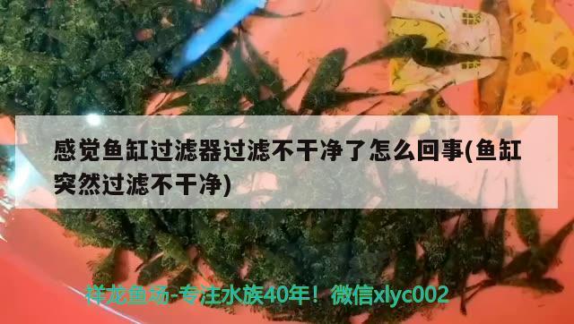 感覺魚缸過濾器過濾不干凈了怎么回事(魚缸突然過濾不干凈)