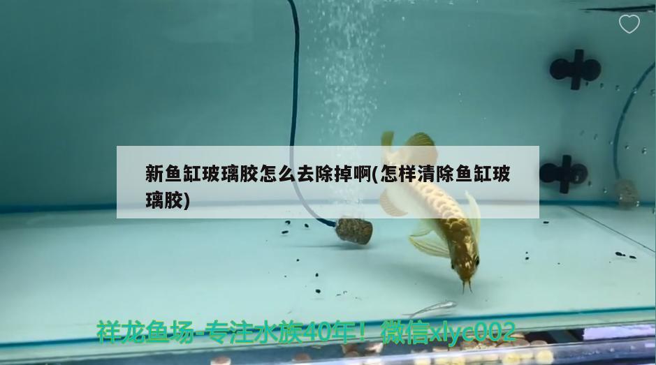 新魚缸玻璃膠怎么去除掉啊(怎樣清除魚缸玻璃膠)