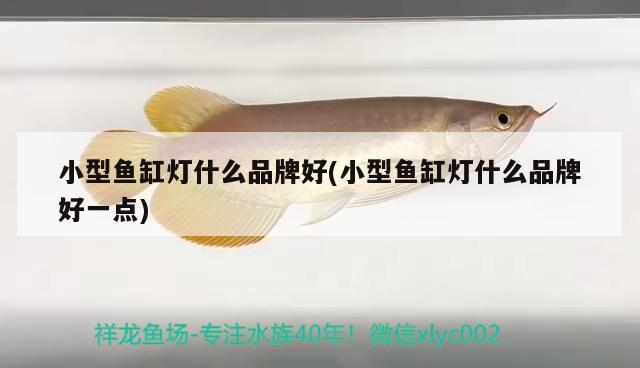 小型魚缸燈什么品牌好(小型魚缸燈什么品牌好一點) 泰龐海鰱魚