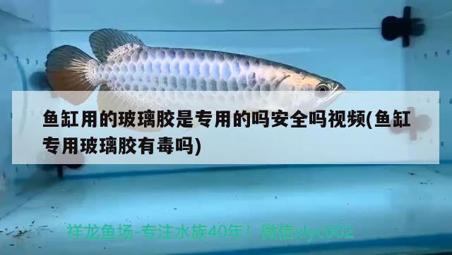 魚缸用的玻璃膠是專用的嗎安全嗎視頻(魚缸專用玻璃膠有毒嗎)