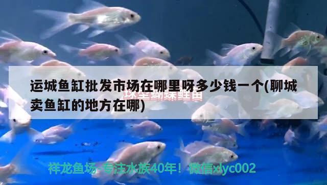 運城魚缸批發(fā)市場在哪里呀多少錢一個(聊城賣魚缸的地方在哪) 魚缸/水族箱