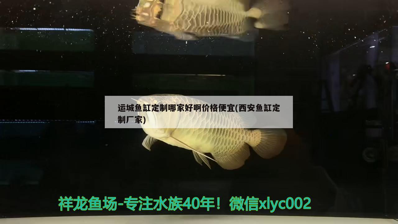 運城魚缸定制哪家好啊價格便宜(西安魚缸定制廠家) 暹羅巨鯉