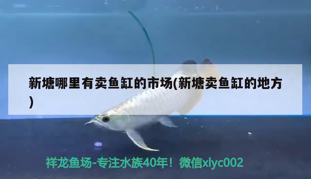 新塘哪里有賣魚缸的市場(新塘賣魚缸的地方) 稀有金龍魚