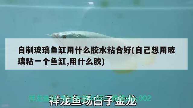 自制玻璃魚缸用什么膠水粘合好(自己想用玻璃粘一個魚缸,用什么膠) 福魟魟魚